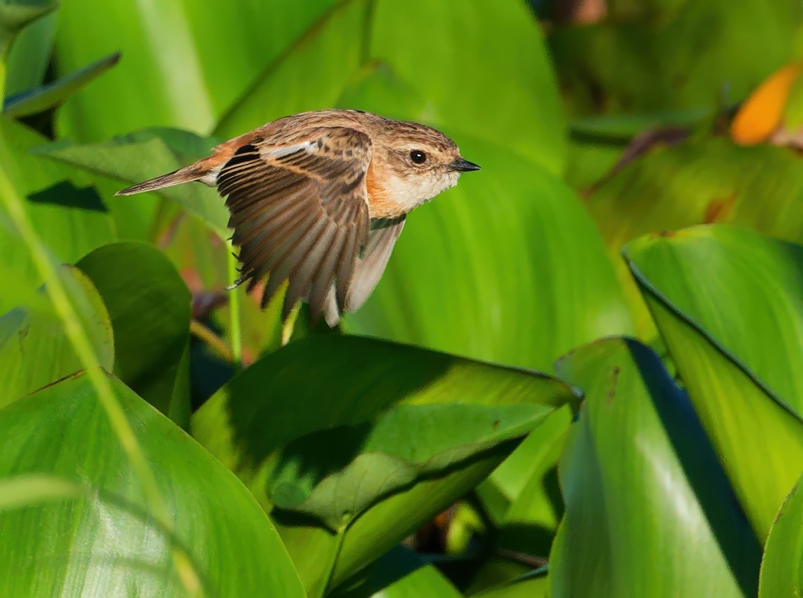 Amur Stonechat - ML647610542