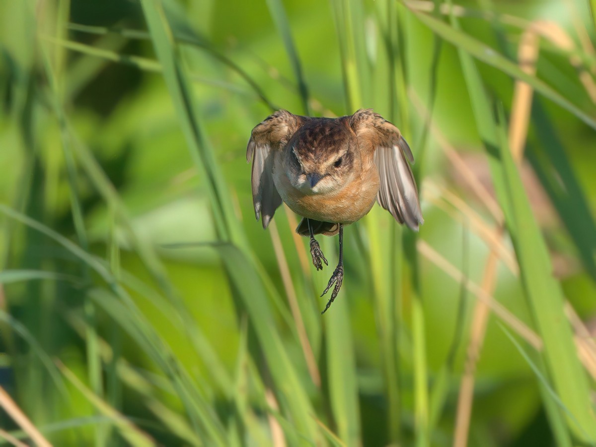 Amur Stonechat - ML647610543