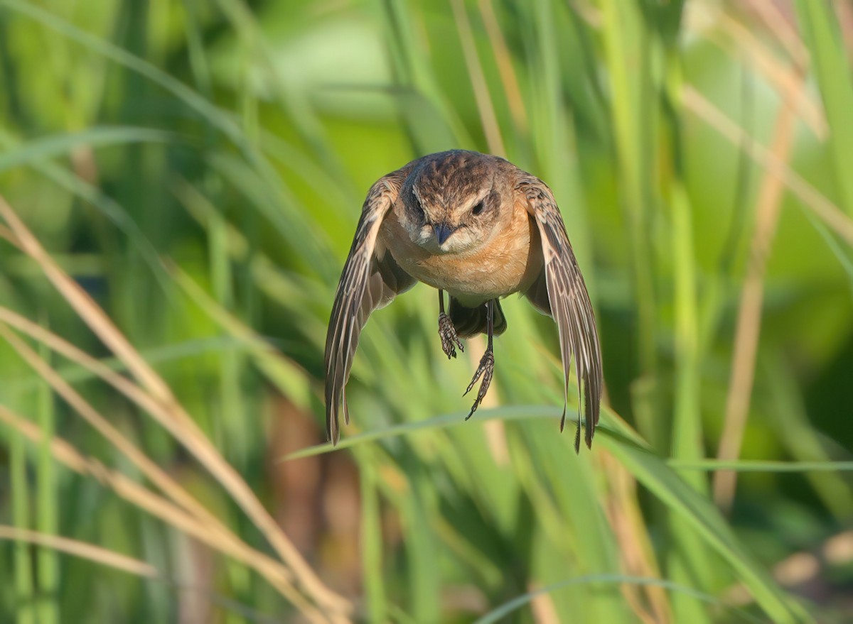 Amur Stonechat - ML647610544