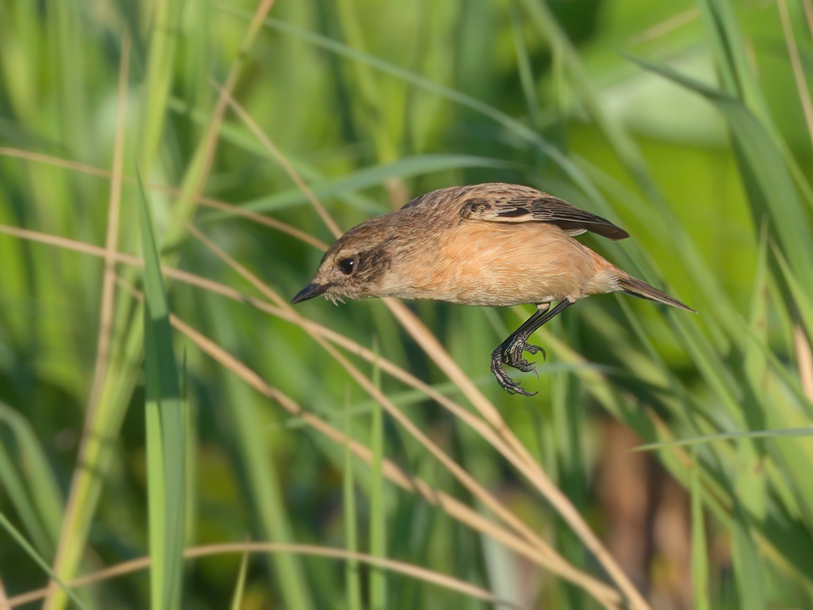 Amur Stonechat - ML647610545