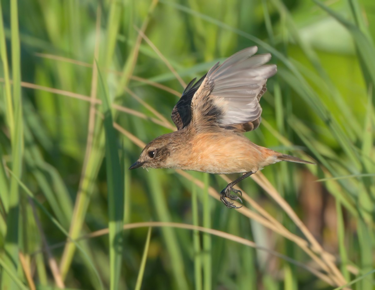 Amur Stonechat - ML647610546