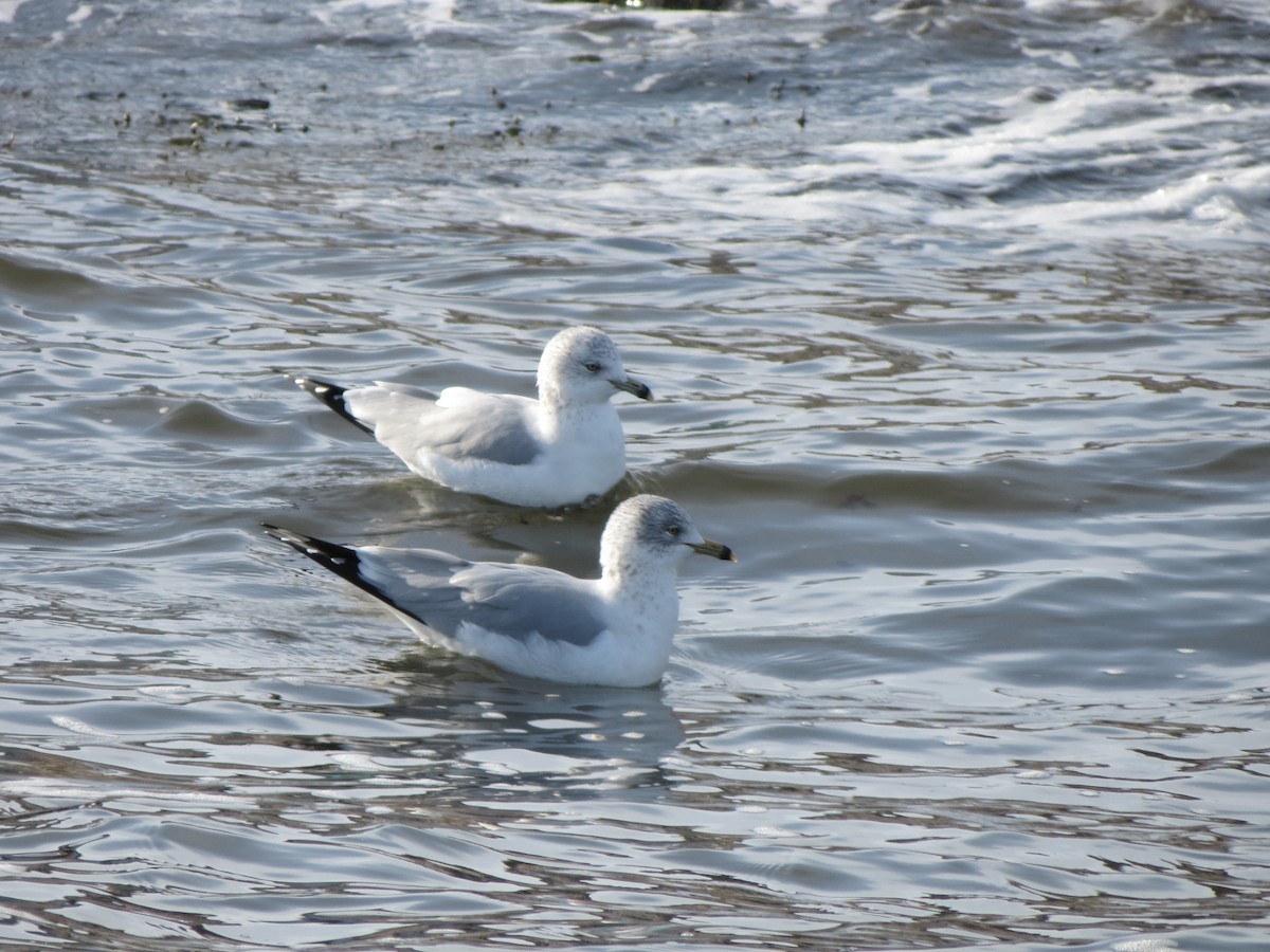 Ring-billed Gull - ML647610550