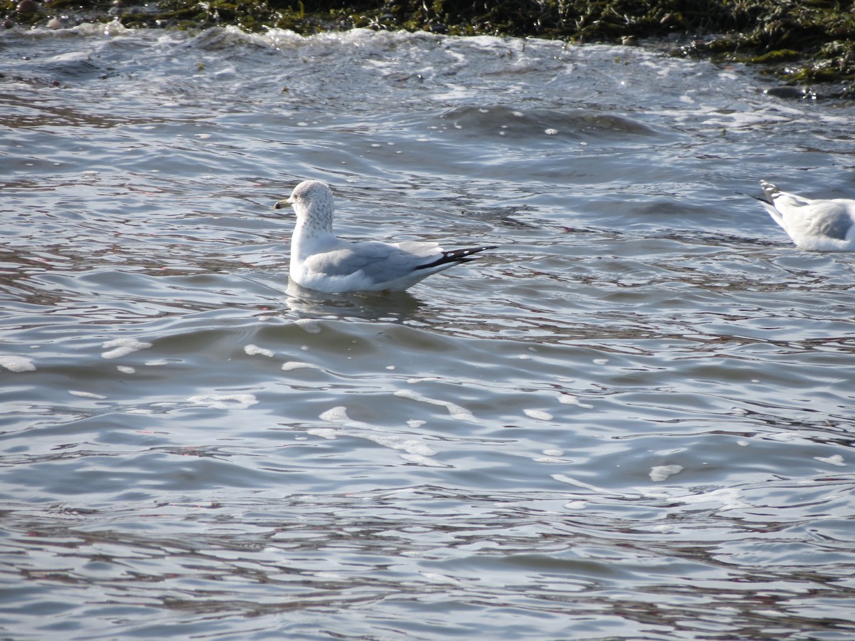 Ring-billed Gull - ML647610551