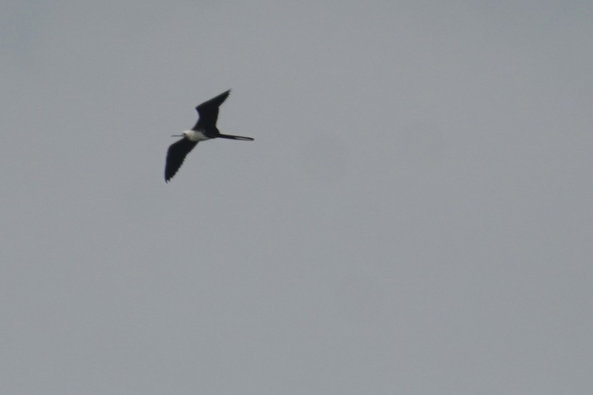 Magnificent Frigatebird - ML647610552