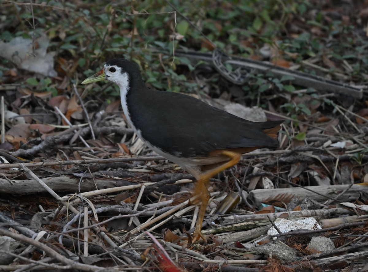 White-breasted Waterhen - ML647610553