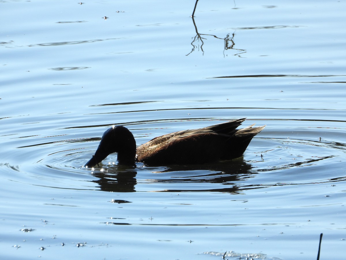 Cinnamon Teal - ML647610554
