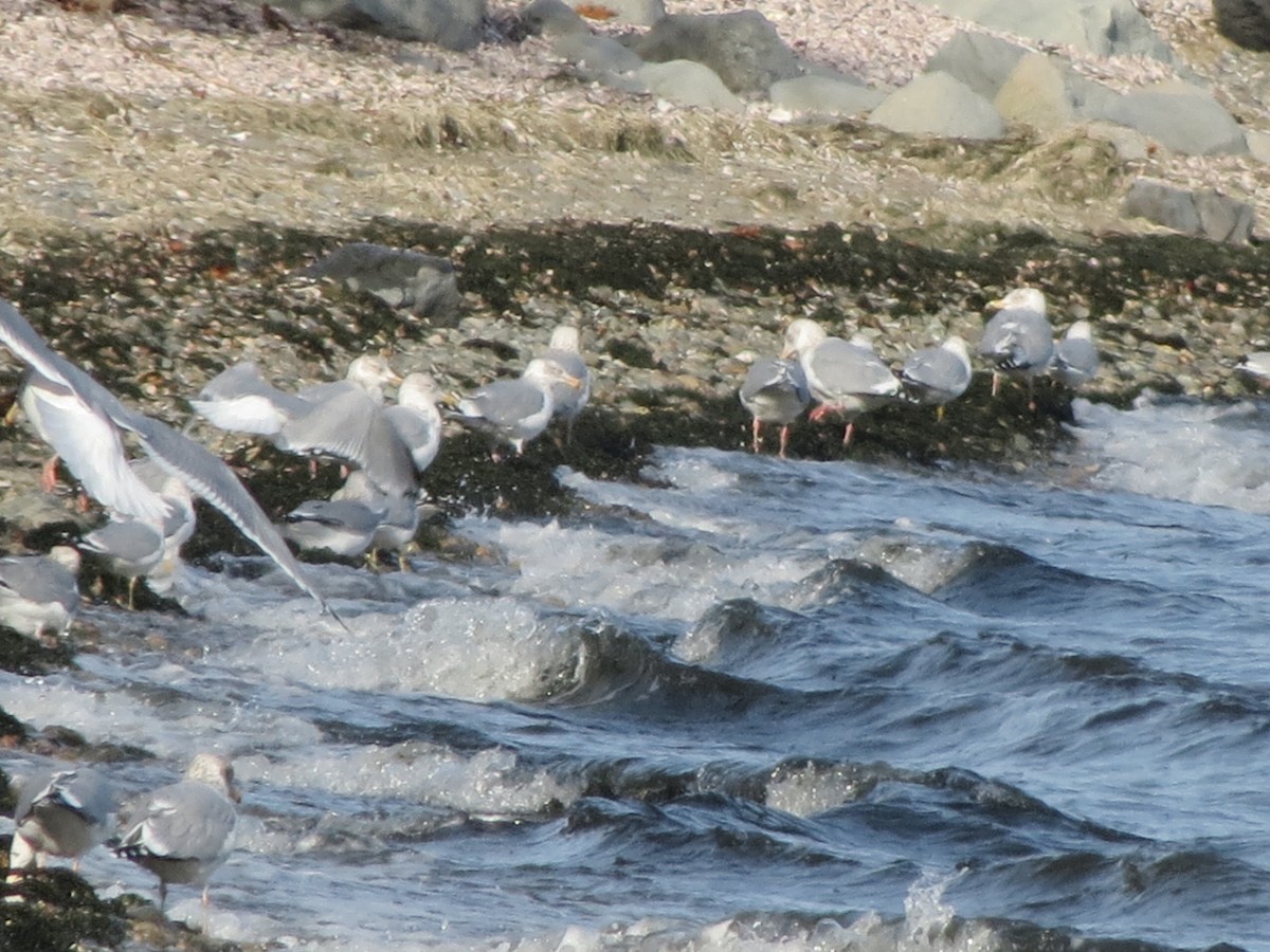 American Herring Gull - ML647610555