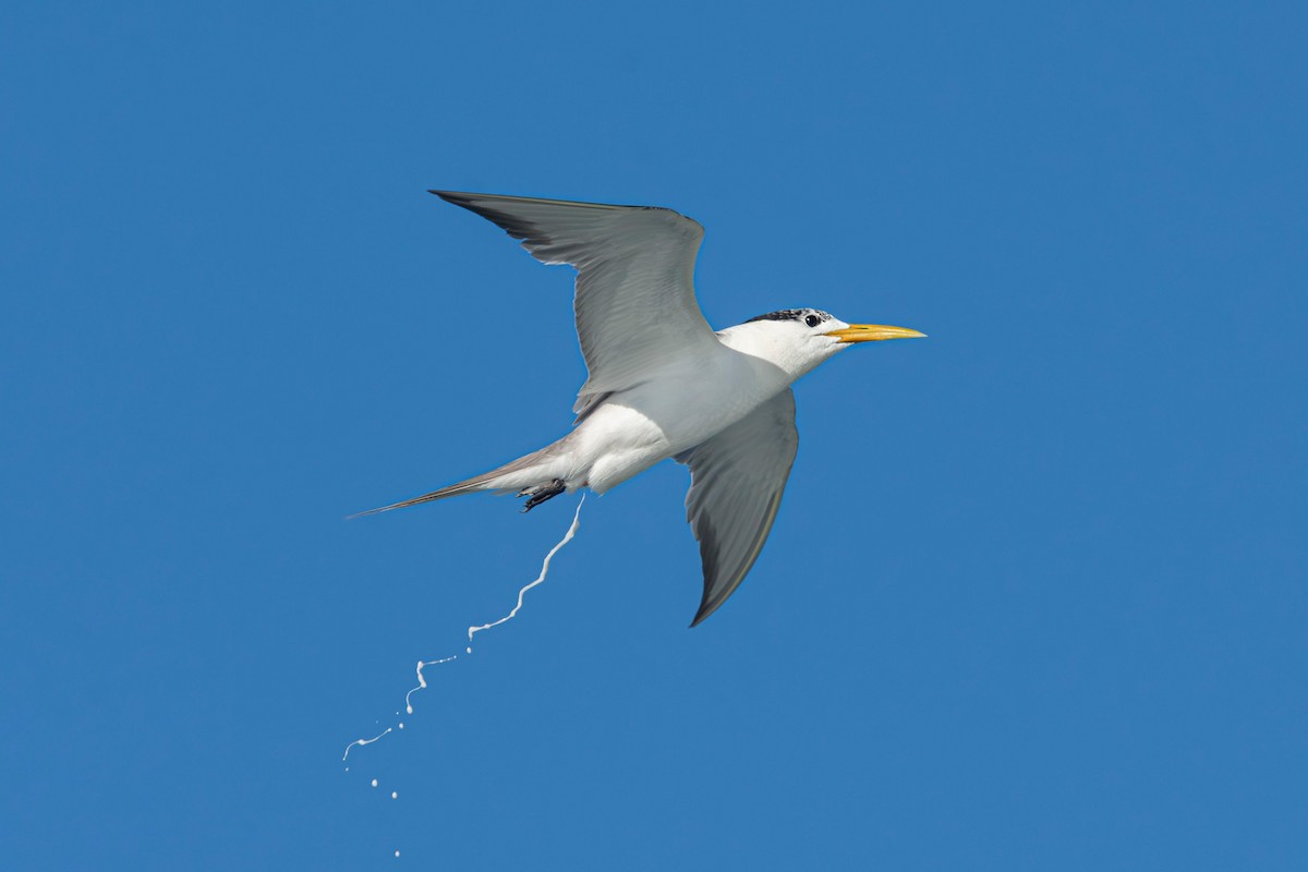 Great Crested Tern - ML647610556