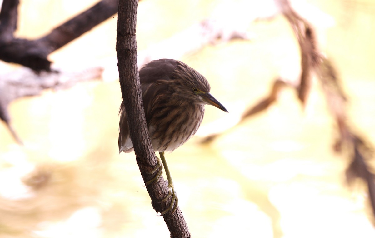 Indian Pond-Heron - ML647610557