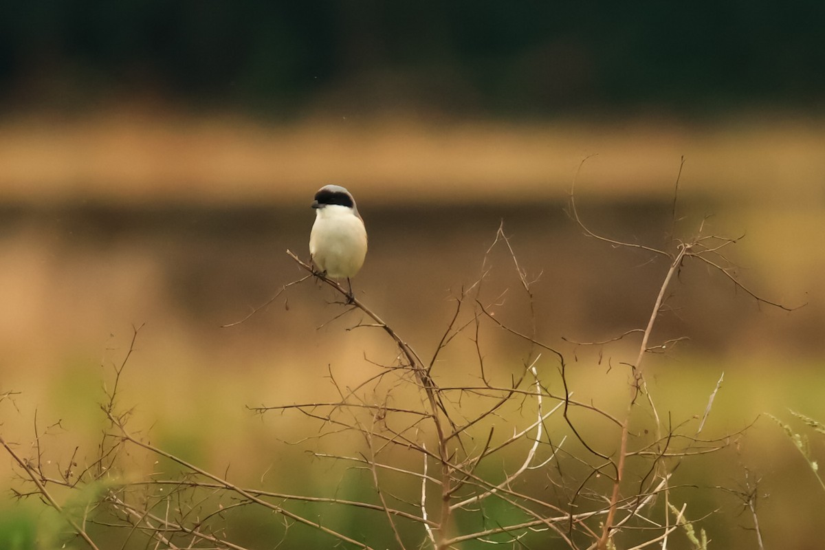 Long-tailed Shrike (schach) - ML647610561