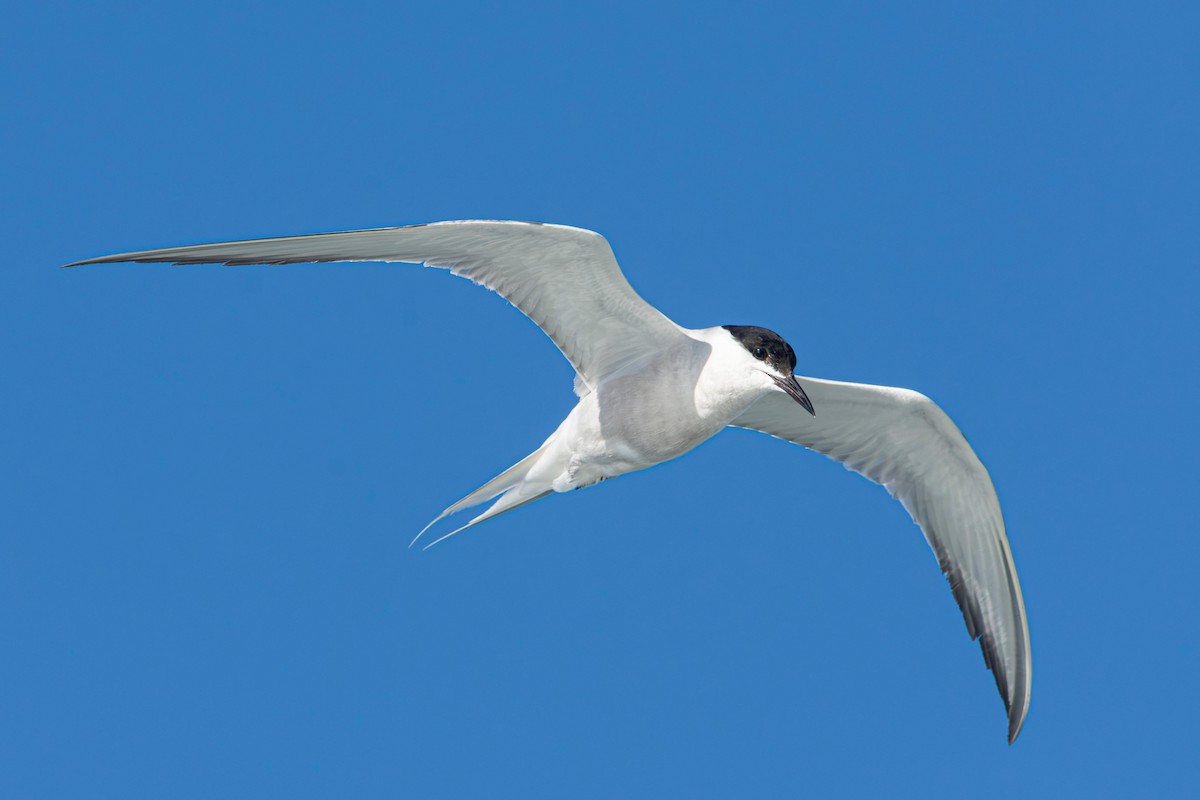 Common Tern - ML647610562