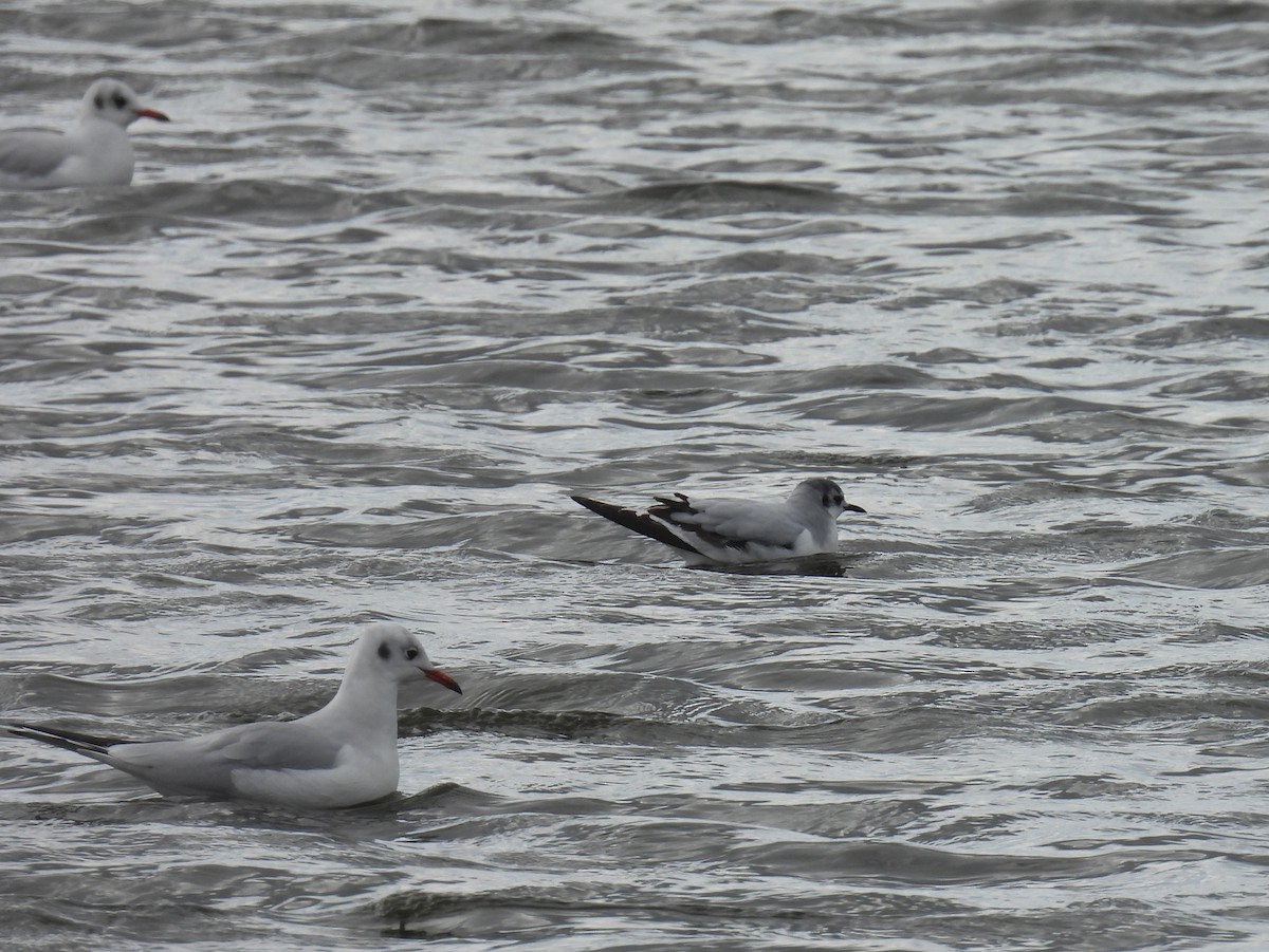 Little Gull - ML647610565