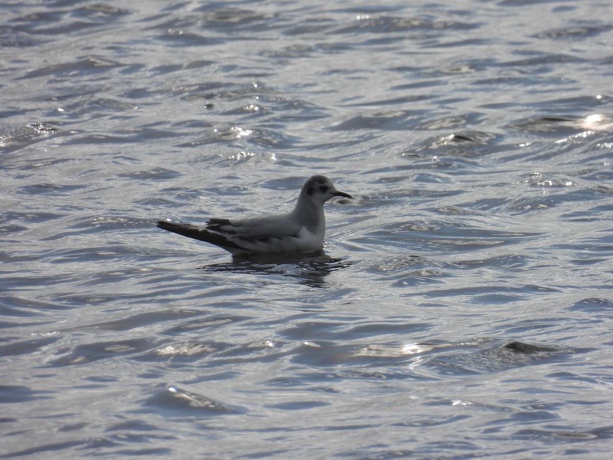 Little Gull - ML647610566