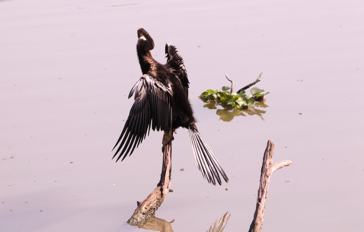 Oriental Darter - ML647610620