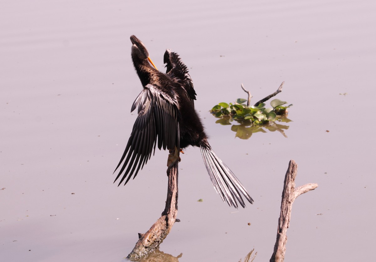 Oriental Darter - ML647610621