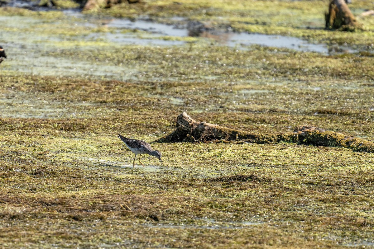 Lesser Yellowlegs - ML647610654