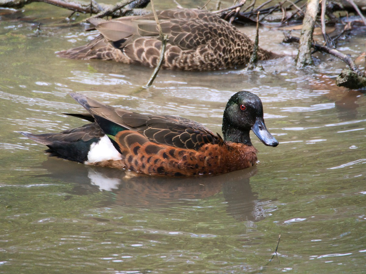 Chestnut Teal - ML647610661