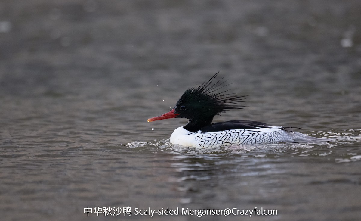 Scaly-sided Merganser - ML647610690