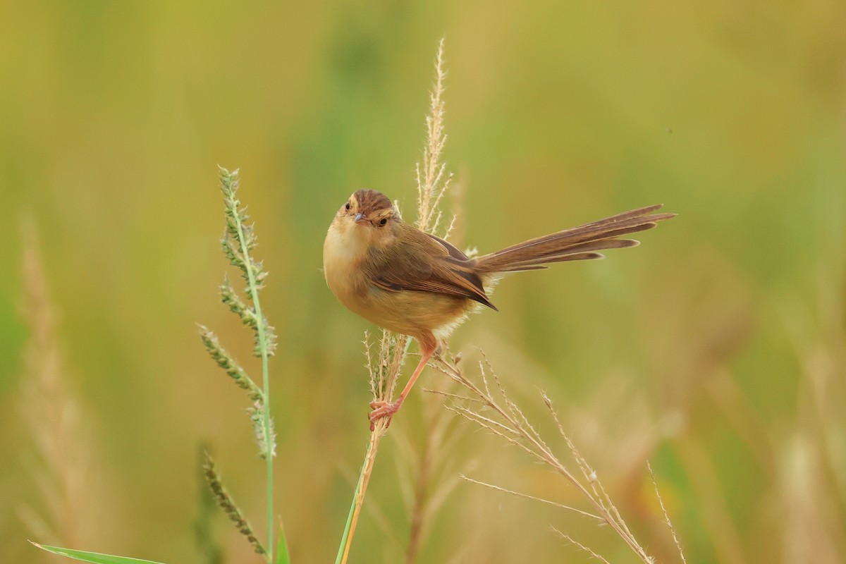 Prinia Sencilla - ML647610695