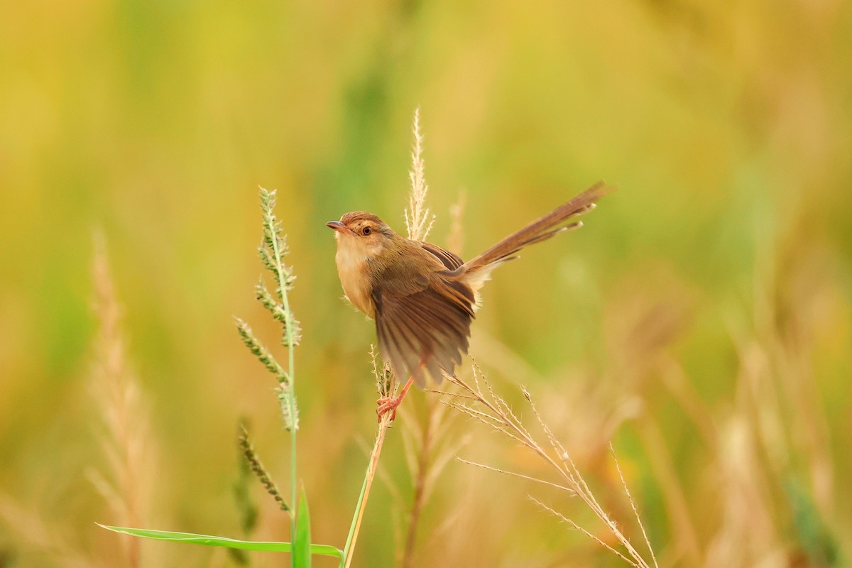Prinia Sencilla - ML647610696