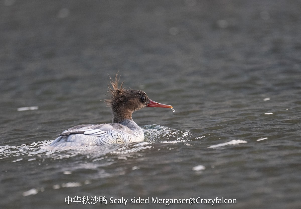 Scaly-sided Merganser - ML647610709