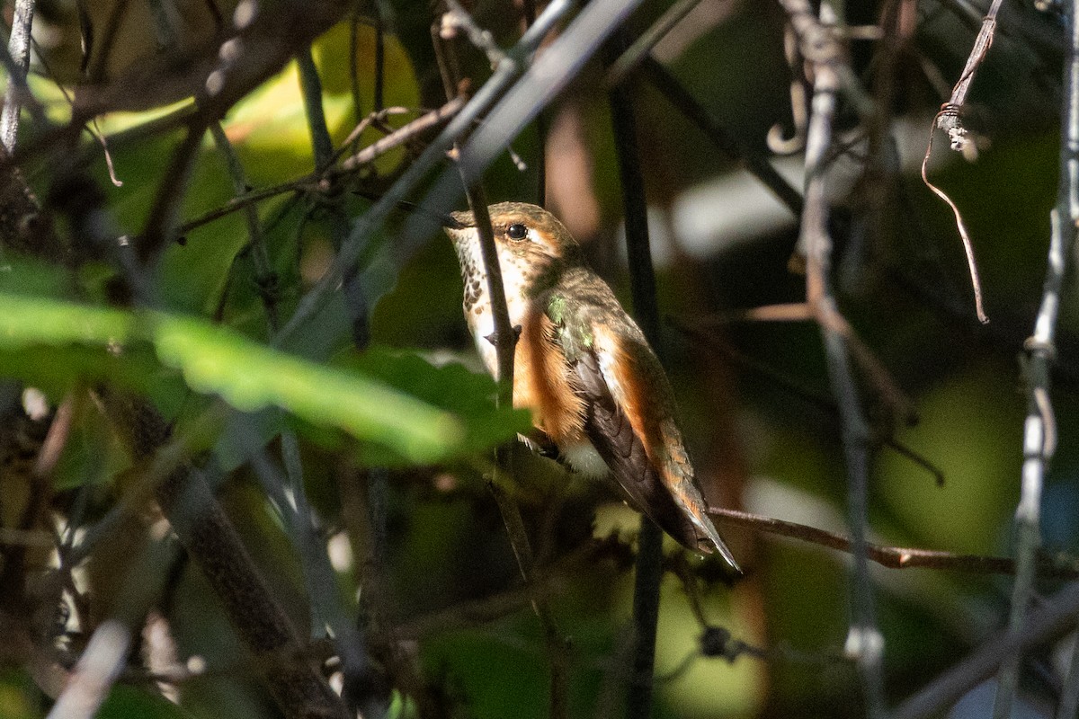 Rufous Hummingbird - ML647610711