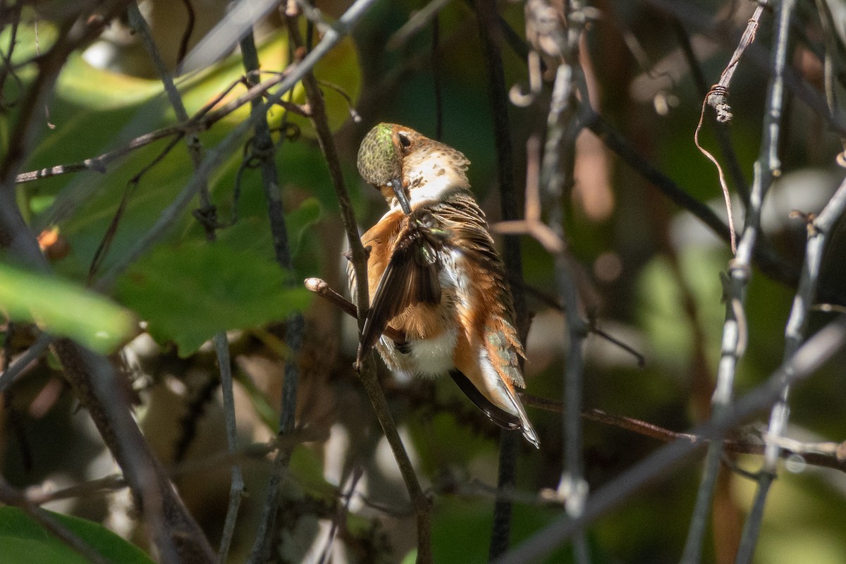 Rufous Hummingbird - ML647610712