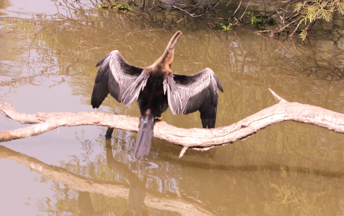 Oriental Darter - ML647610714