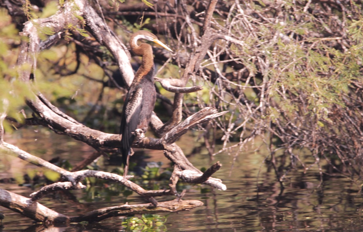 Oriental Darter - ML647610715
