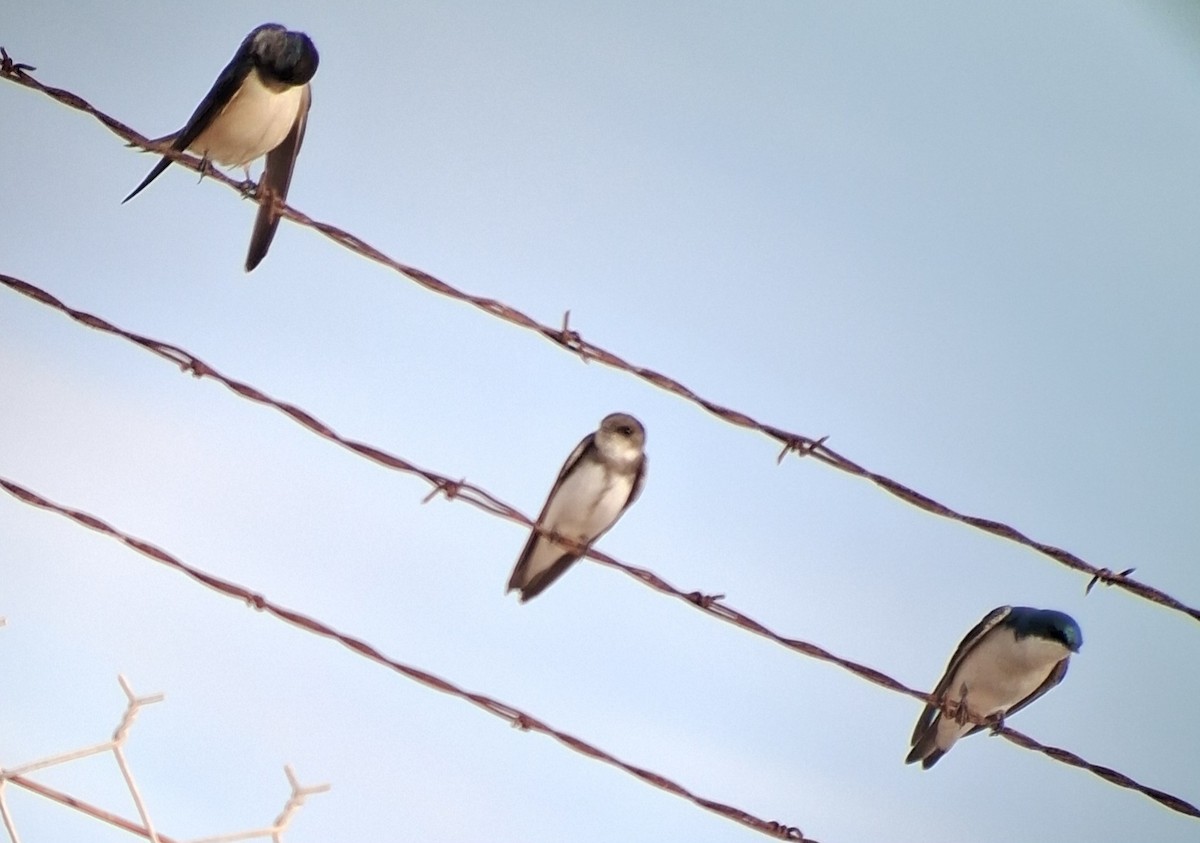 Uhalde-enara arrunta - ML647610716