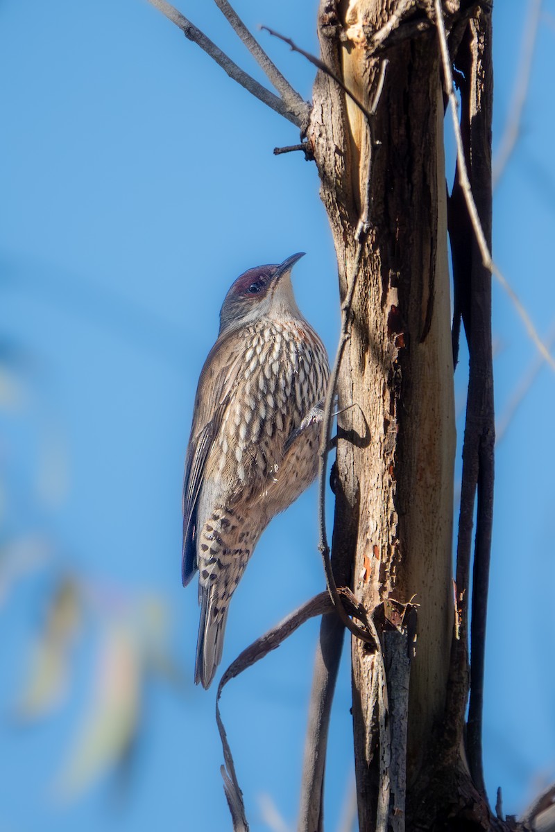 Red-browed Treecreeper - ML647610741