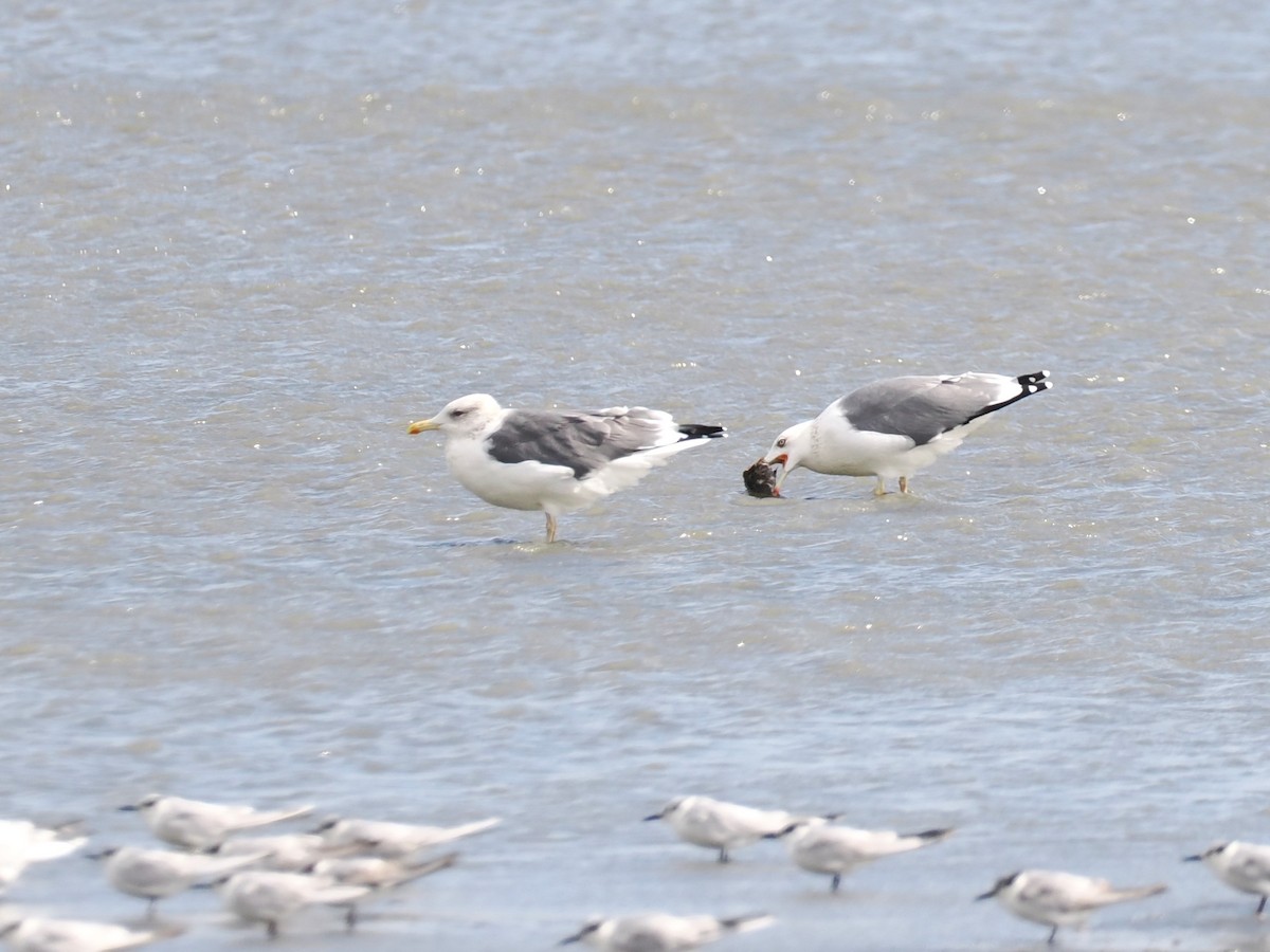 ニシセグロカモメ - ML647610749