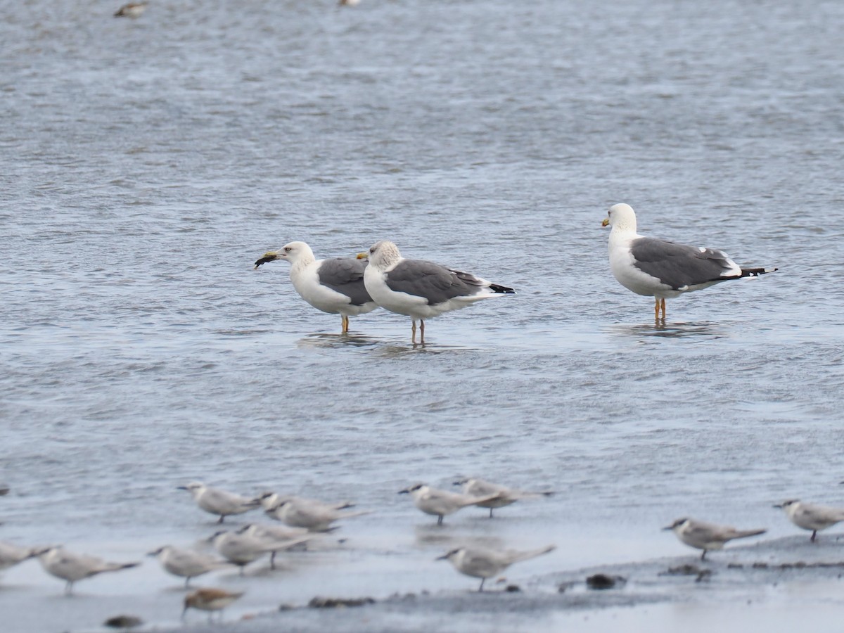 ニシセグロカモメ - ML647610750