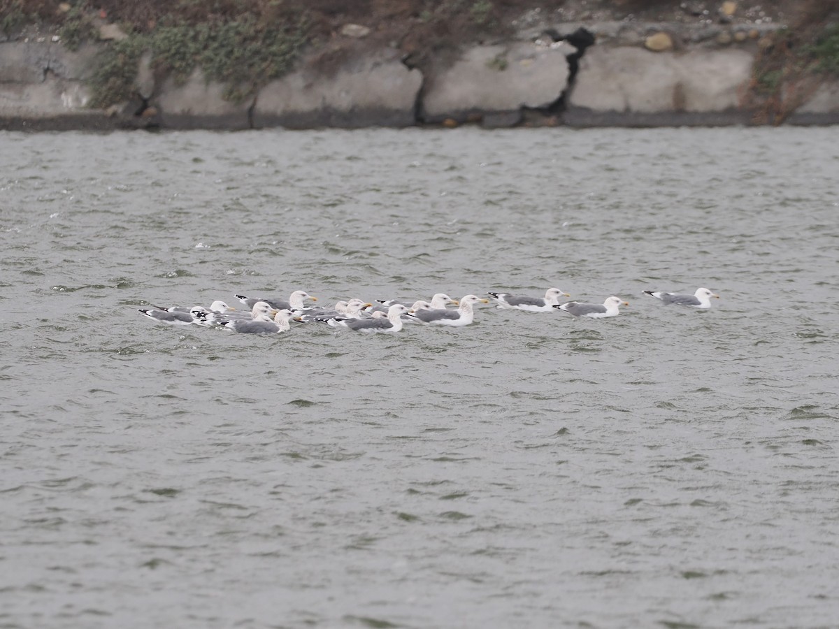 ニシセグロカモメ - ML647610751