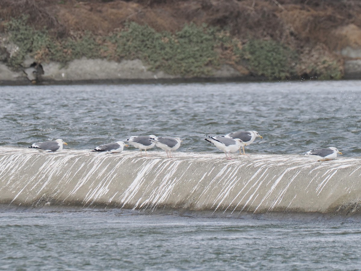 ニシセグロカモメ - ML647610752