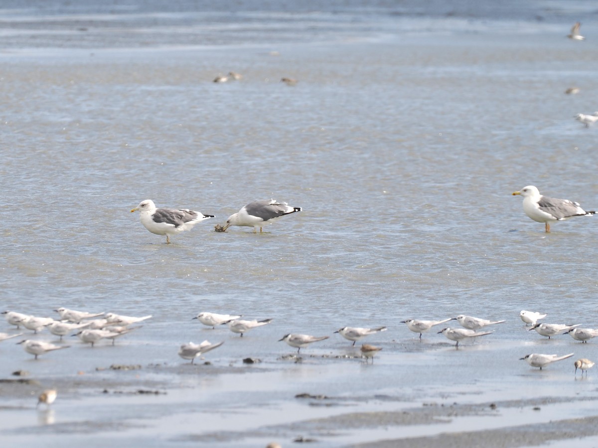 ニシセグロカモメ - ML647610753