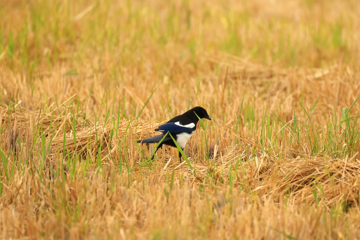 Oriental Magpie - ML647610769