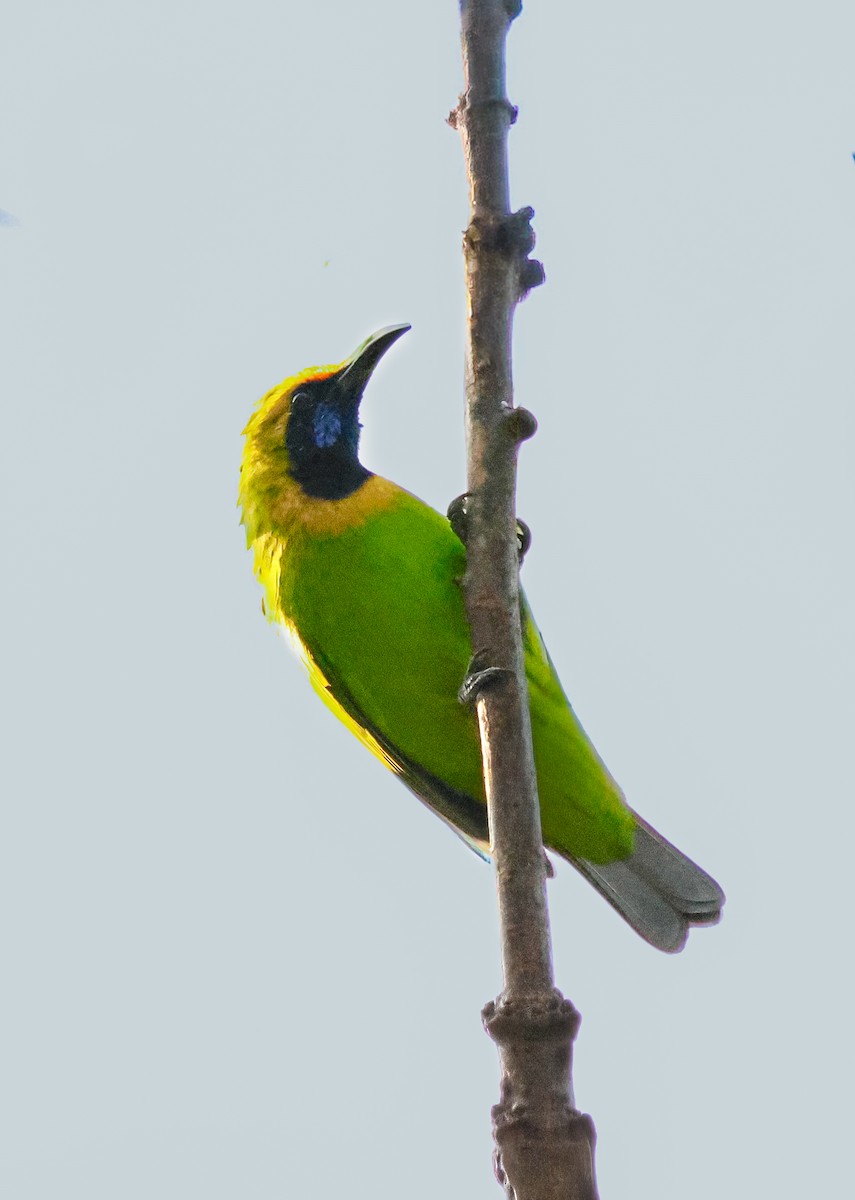 Золотолобая листовка - ML647610814