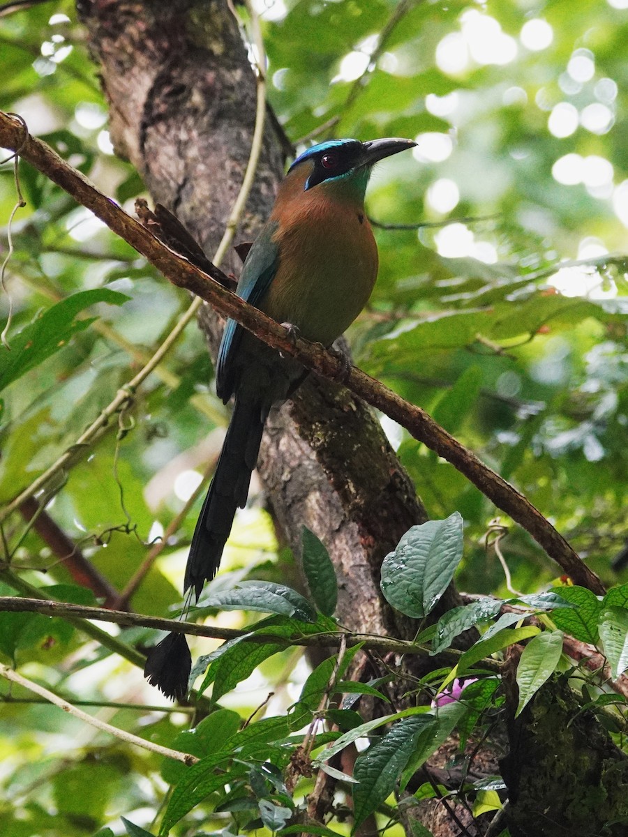 Lesson Motmotu - ML647610824