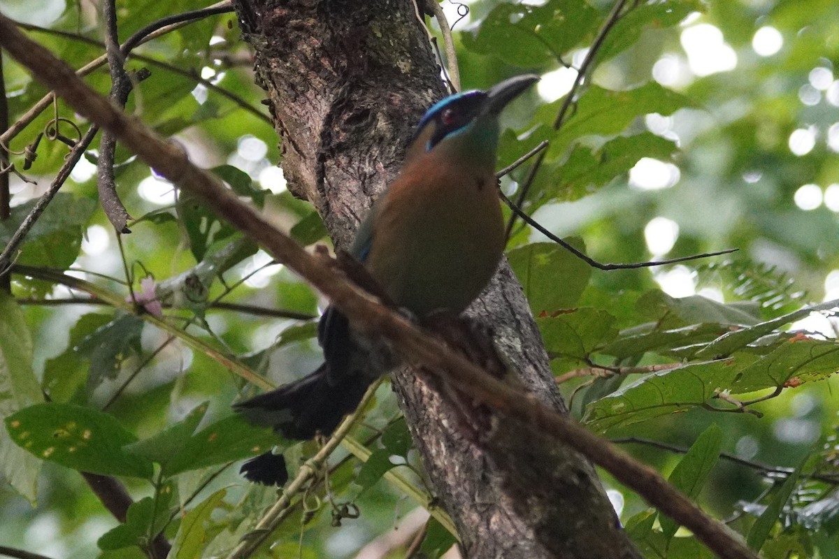 Lesson Motmotu - ML647610825