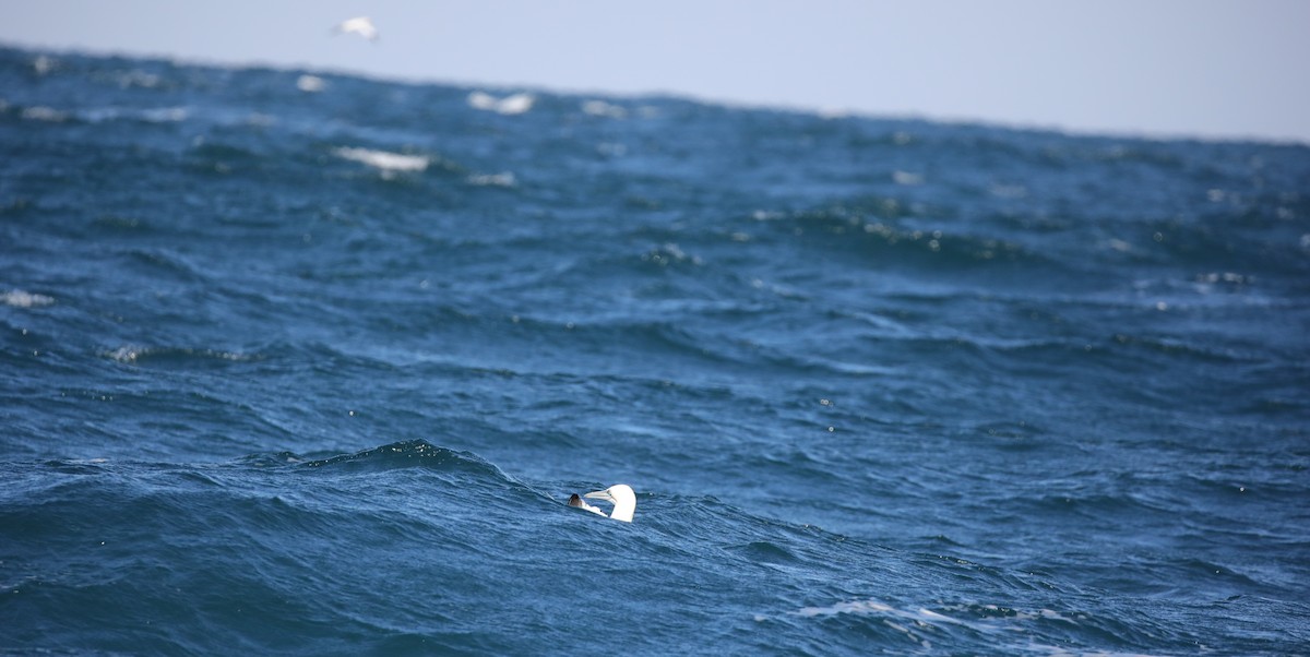 סולה מצויה - ML647610858