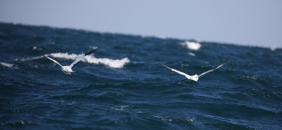 סולה מצויה - ML647610860