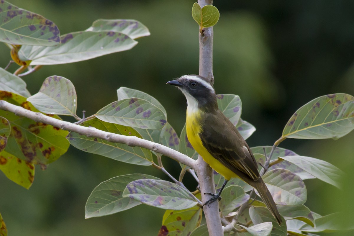 Tyran sociable - ML647610869