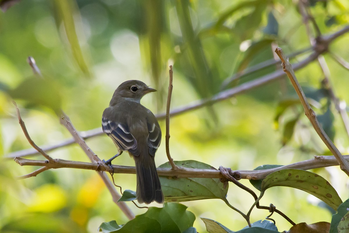 Yellow-bellied Elaenia - ML647610870
