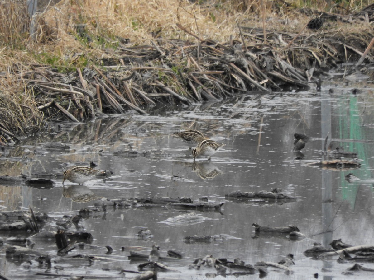 Баранець звичайний - ML647610877