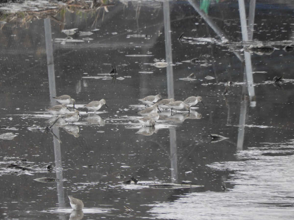 Побережник чорногрудий - ML647610880