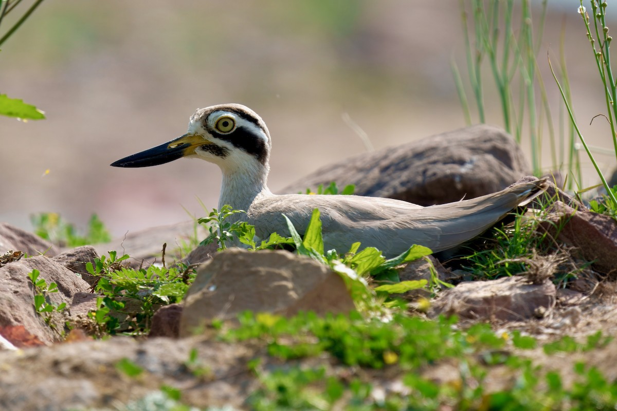 Great Thick-knee - ML647610890