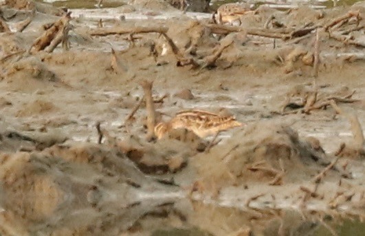 Sibirya Suçulluğu - ML647610901