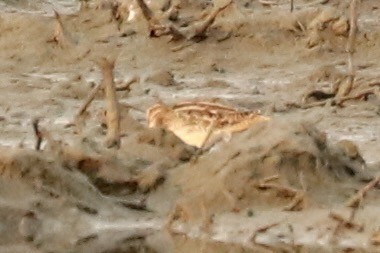 Sibirya Suçulluğu - ML647610916