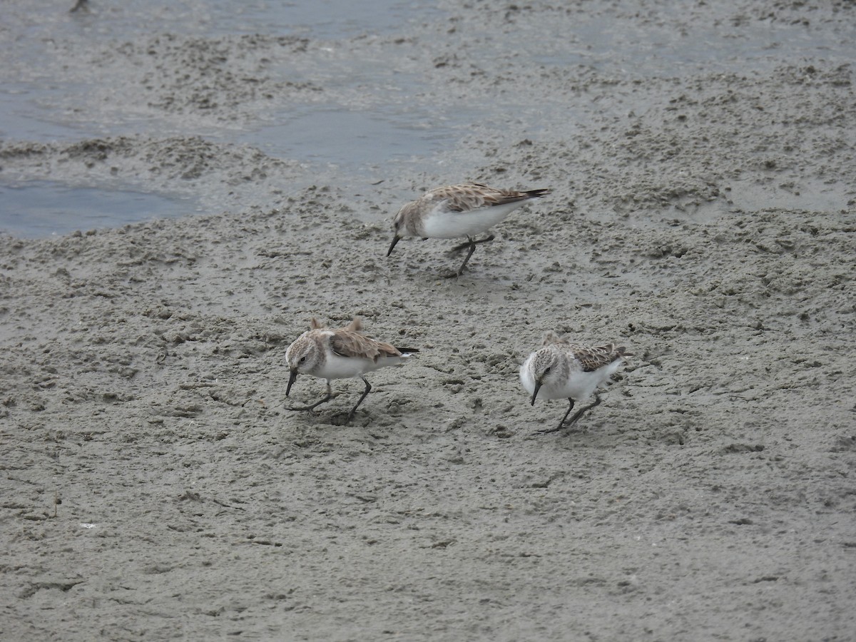 Little Stint - ML647610917